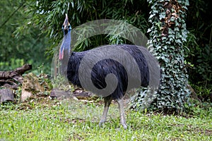 Huge cassowary bird looking at camera